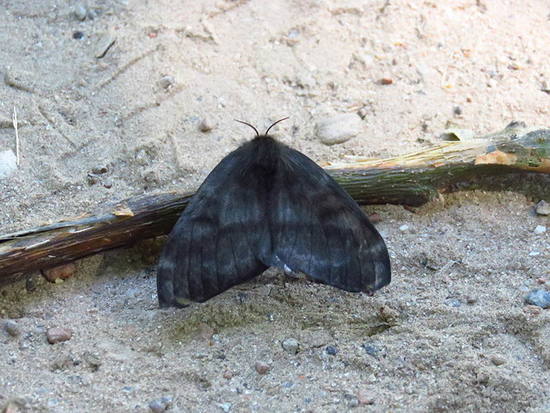Polilla negra
