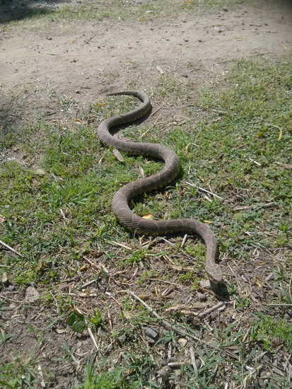 Yarará grande