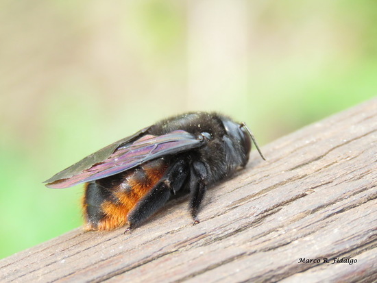 Abeja carpintera