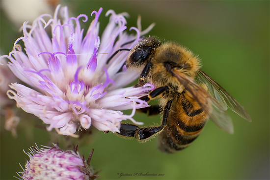 European honey bee
