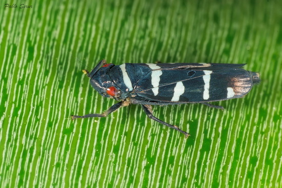 Leafhopper