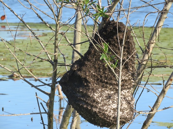 Camuati Wasp