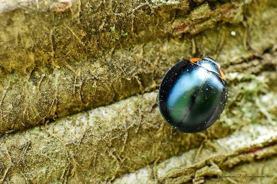 Metallic blue lady beetle