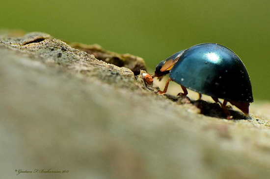 Metallic blue lady beetle