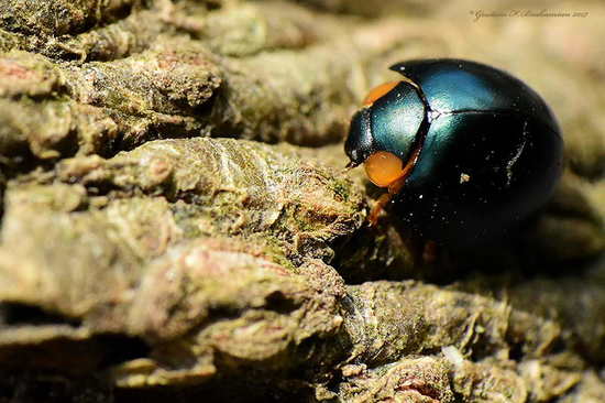 Metallic blue lady beetle