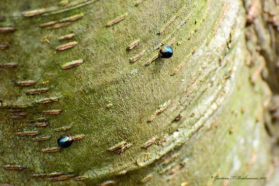 Metallic blue lady beetle