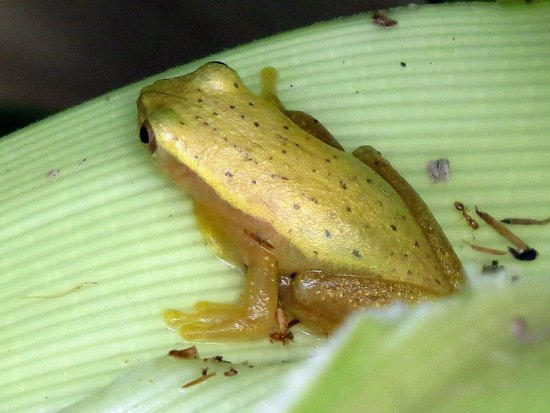 Ranita trepadora
