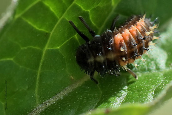 Multicoloured Asian lady beetle