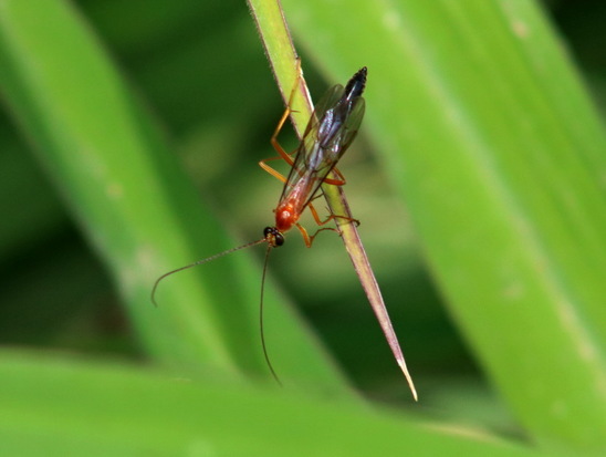 Ichneumon wasp