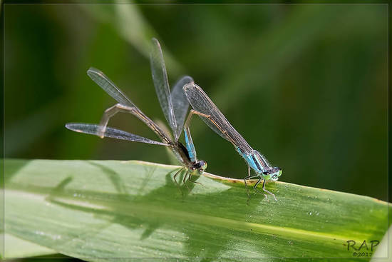 Damselfly/Narrow-winged damselflies