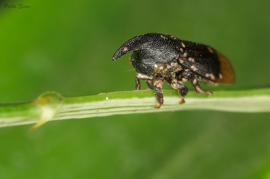 Treehopper