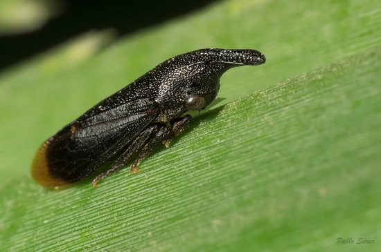 Treehopper