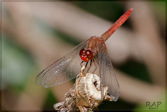 Dragonfly/Skimmers