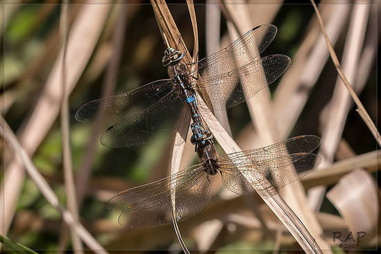 Dragonfly/Darners