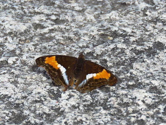 Laurentia Emperor