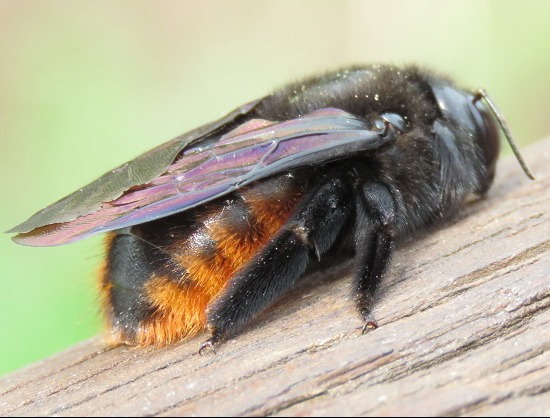 Abeja carpintera/Xylocopa augusti 