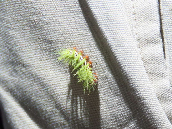 Polilla pavo real