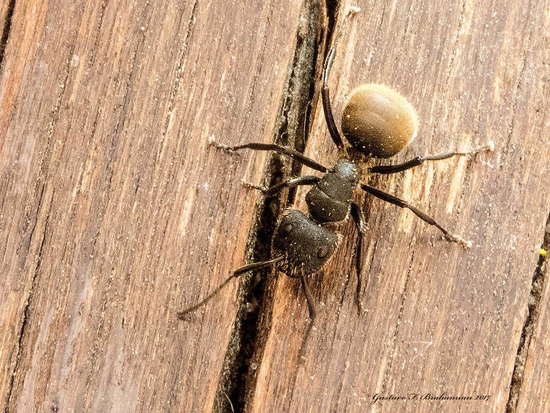 Carpenter ant