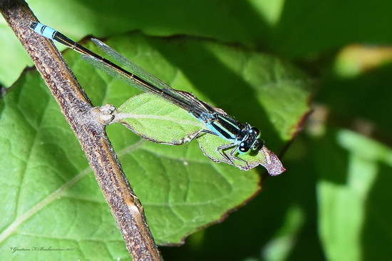 Damselfly/Narrow-winged damselflies