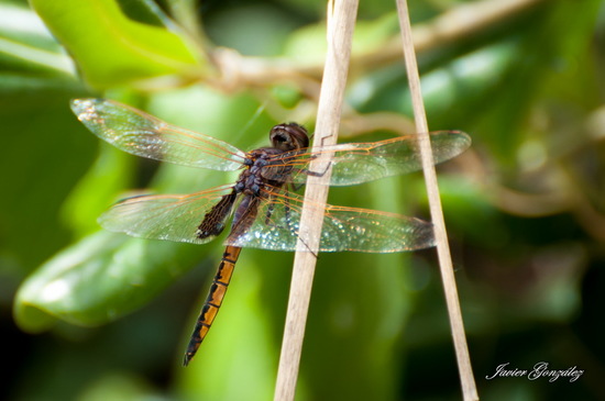 Dragonfly