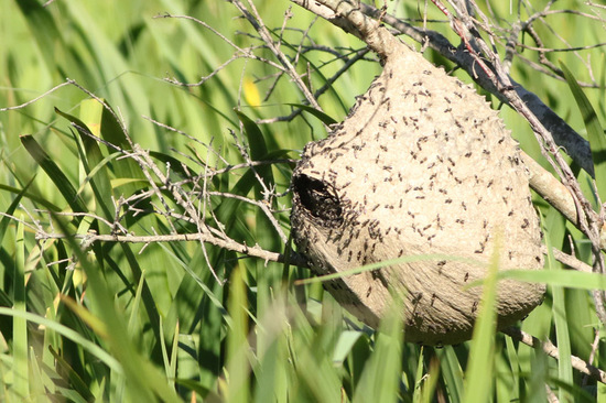 Camuati wasp