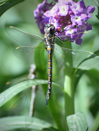 Dragonfly