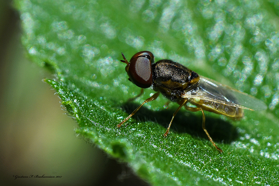Horse fly