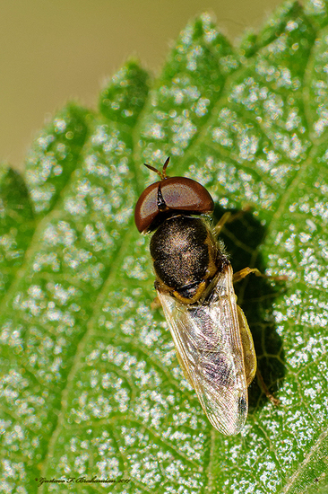 Horse fly