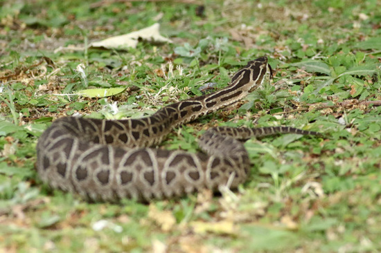 Yarará grande