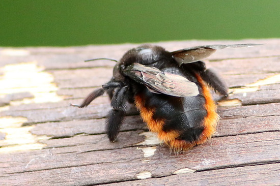 Carpenter bee