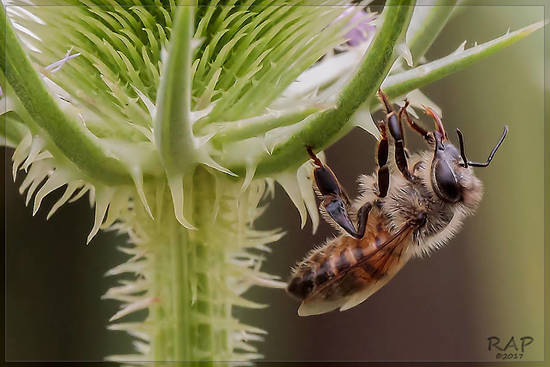 European honey bee