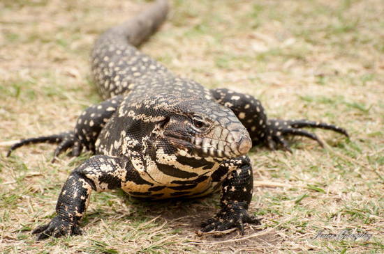 Lagarto overo