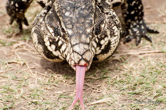 Lagarto overo