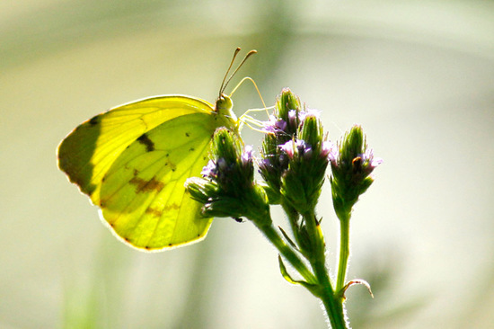 Limoncito común 