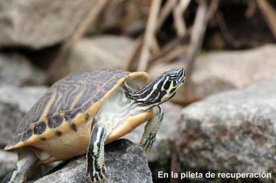 Tortuga de agua