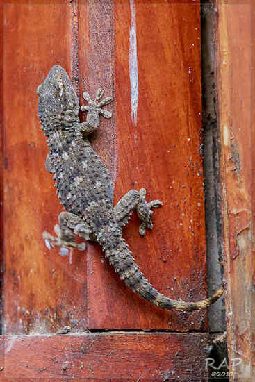 Gecko
