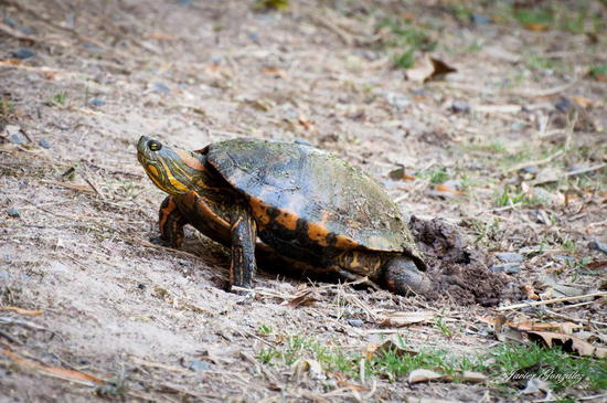 Tortuga pintada