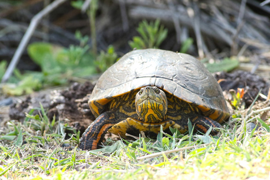 Tortuga pintada