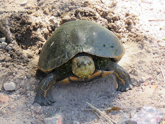 Tortuga pintada