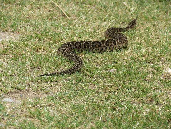 Yarará grande