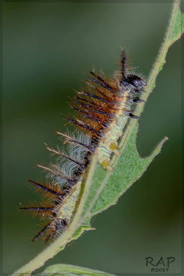 Perezosa