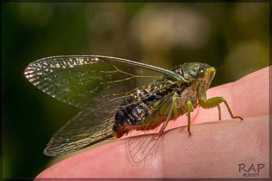 Cicada