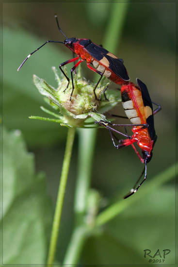 Red Bug