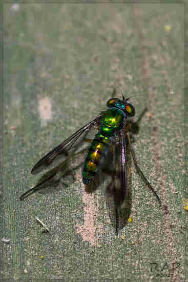 Long-legged fly