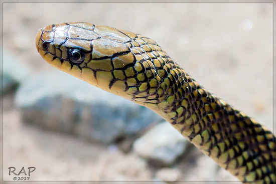 Culebra parda