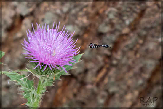 Hoverfly