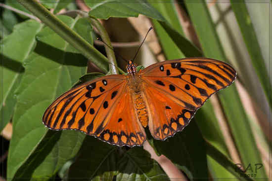 Espejitos