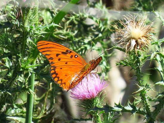 Espejitos