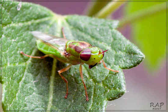Soldier Fly