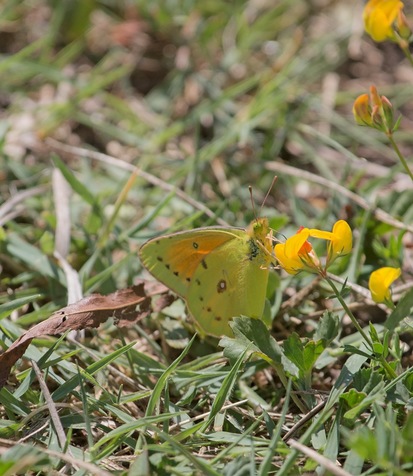 Isoca de la alfalfa 